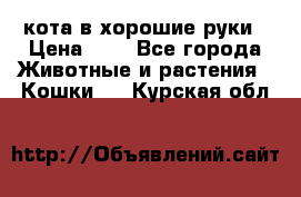 кота в хорошие руки › Цена ­ 0 - Все города Животные и растения » Кошки   . Курская обл.